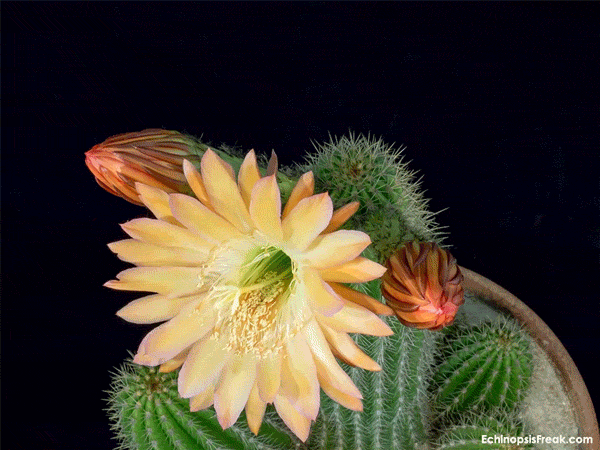 arizona sunset flower timelapse avec devise