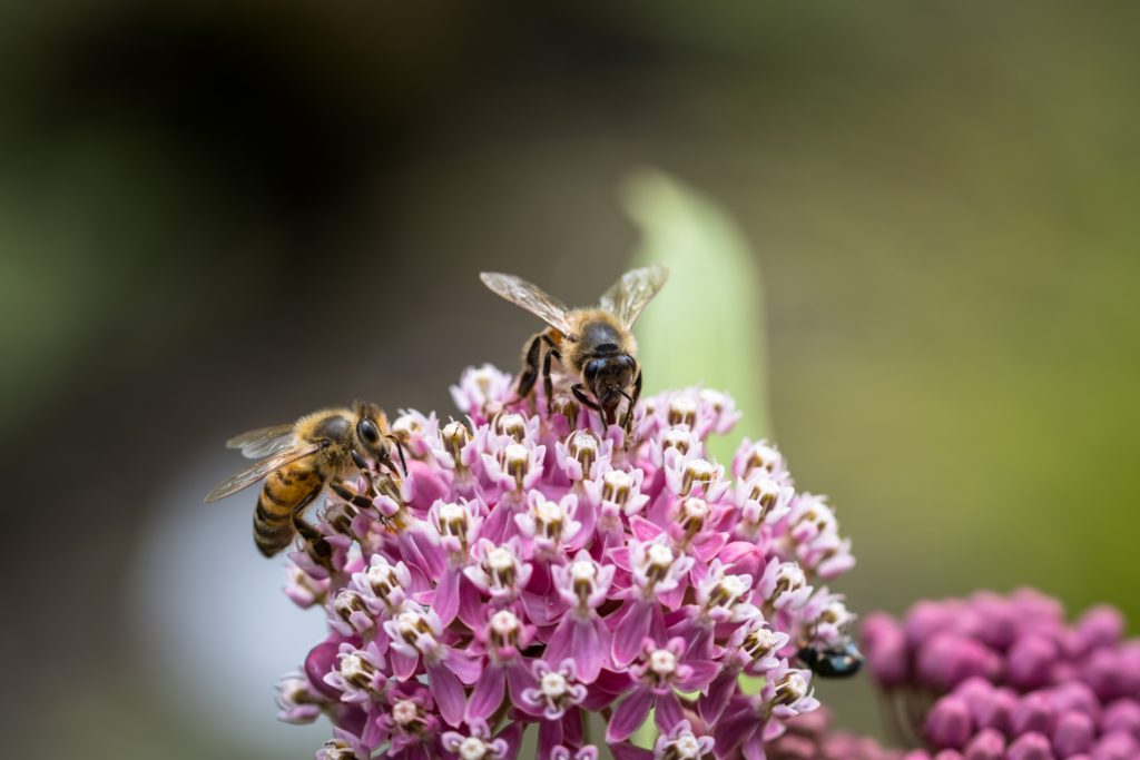 https://www.flowers.com/blog/wp content/uploads///pexels uwe nake x