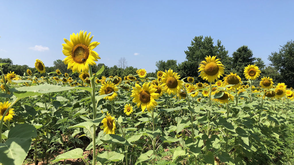 sunflower fields with Mc Kee Beshers Wildlife Management Area