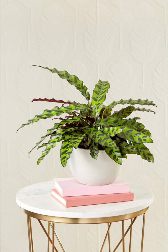 https://www.flowers.com/blog/wp content/uploads///calathea rattlesnake care x