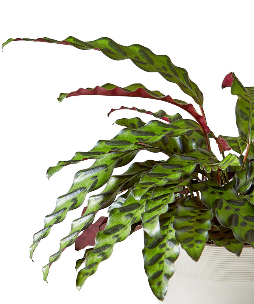 https://www.flowers.com/blog/wp content/uploads///calathea rattlesnake leaves x