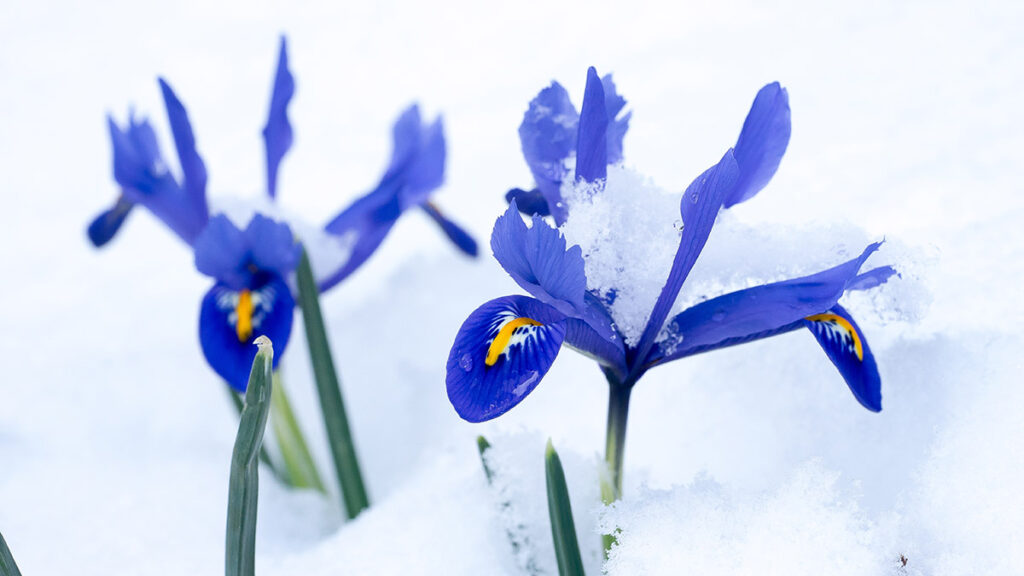 Snow covered Netted Iris Iris reticulata flowers